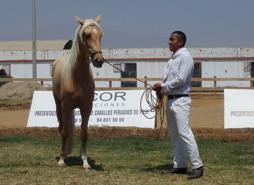 Peruvian Step Horse Show.